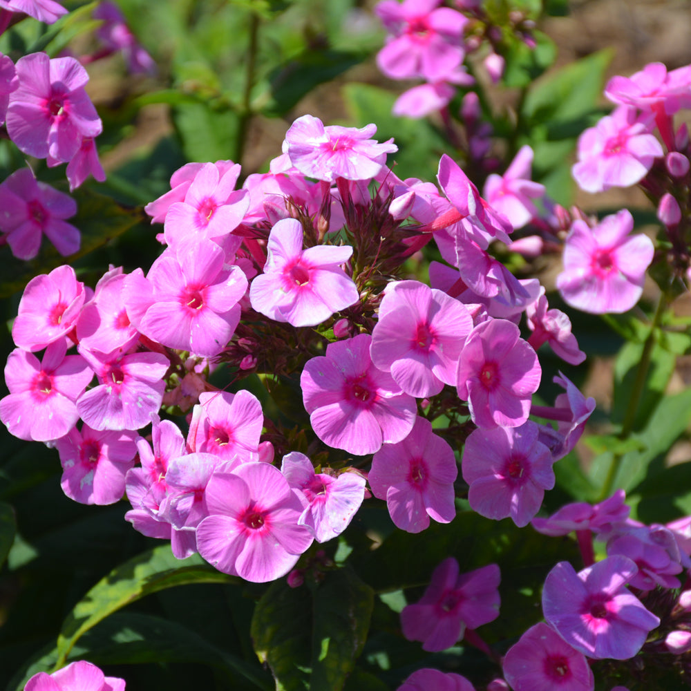 PHLOX PRISMATIC PINK