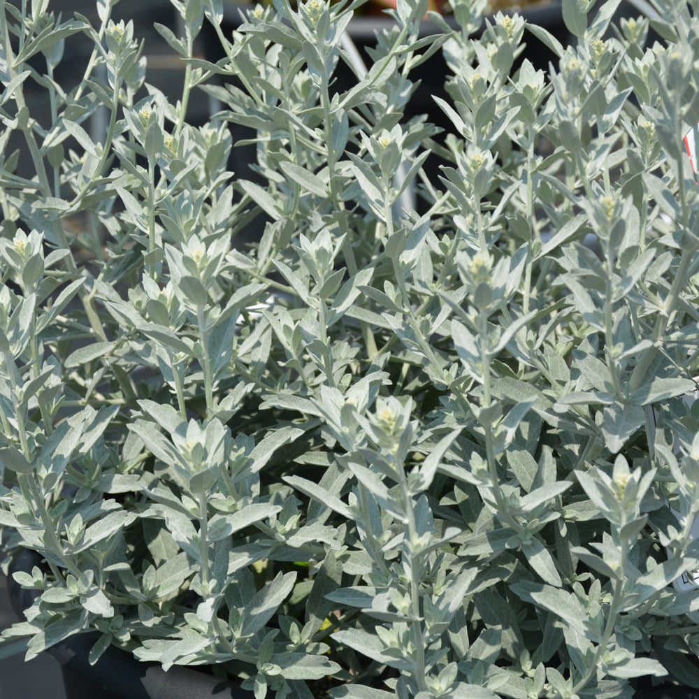 ARTEMISIA GARDEN GHOST