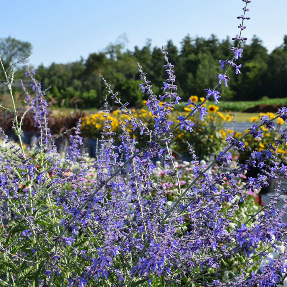 PEROVSKIA CRAZY BLUE