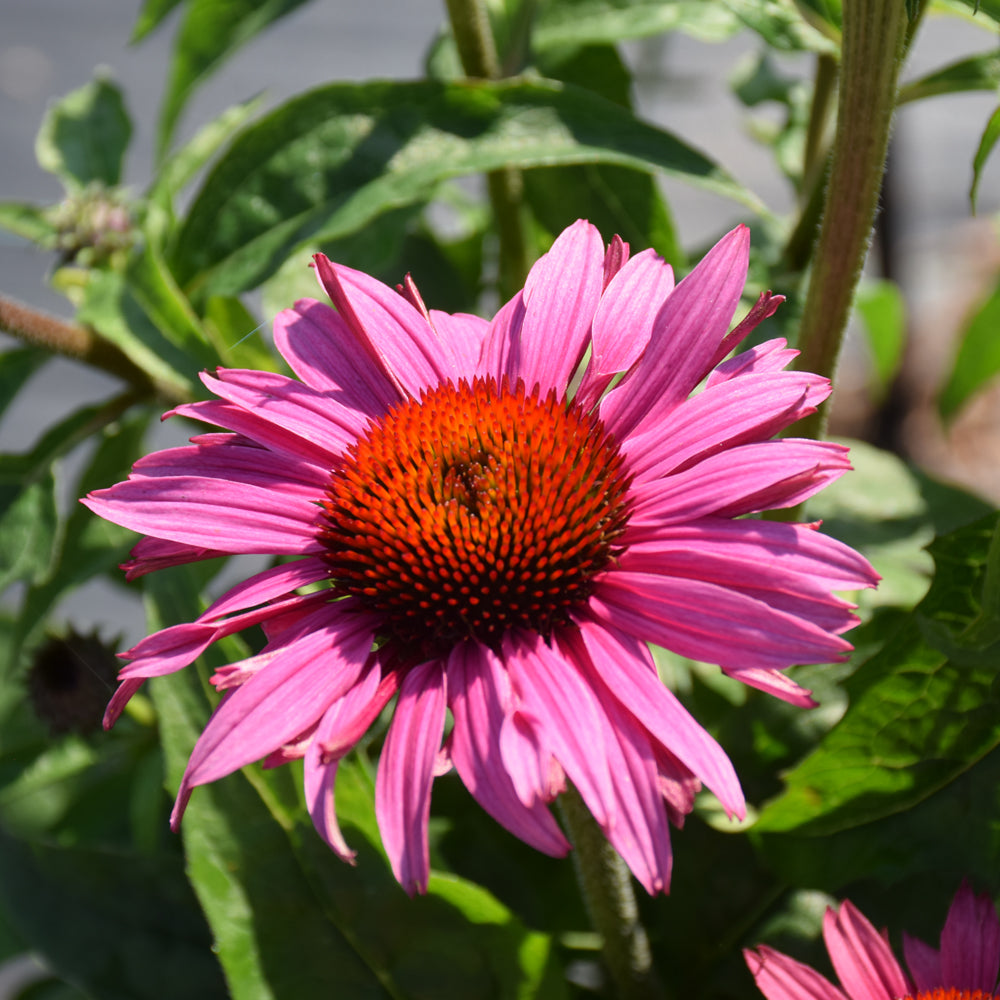 ECHINACEA PRAIRIE SPLENDOR COMPACT DARK ROSE