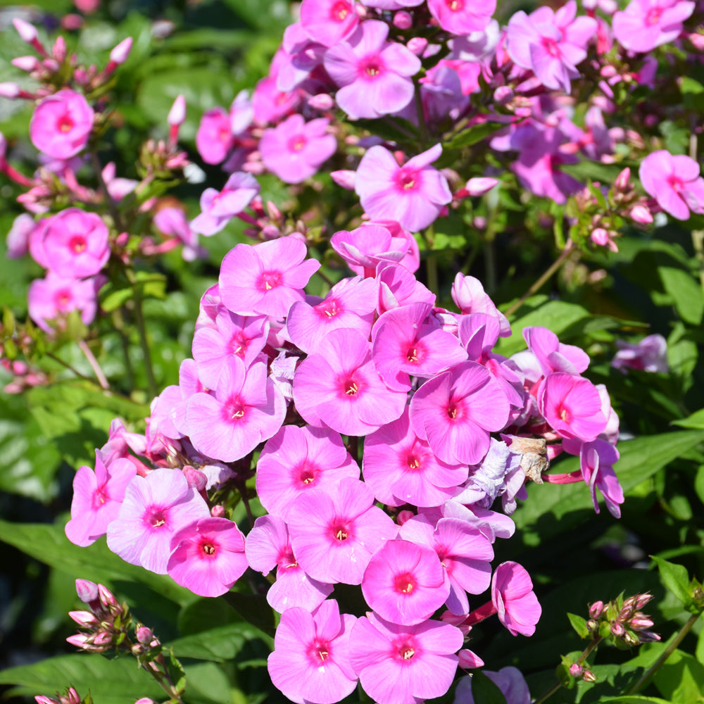 PHLOX PRISMATIC PINK