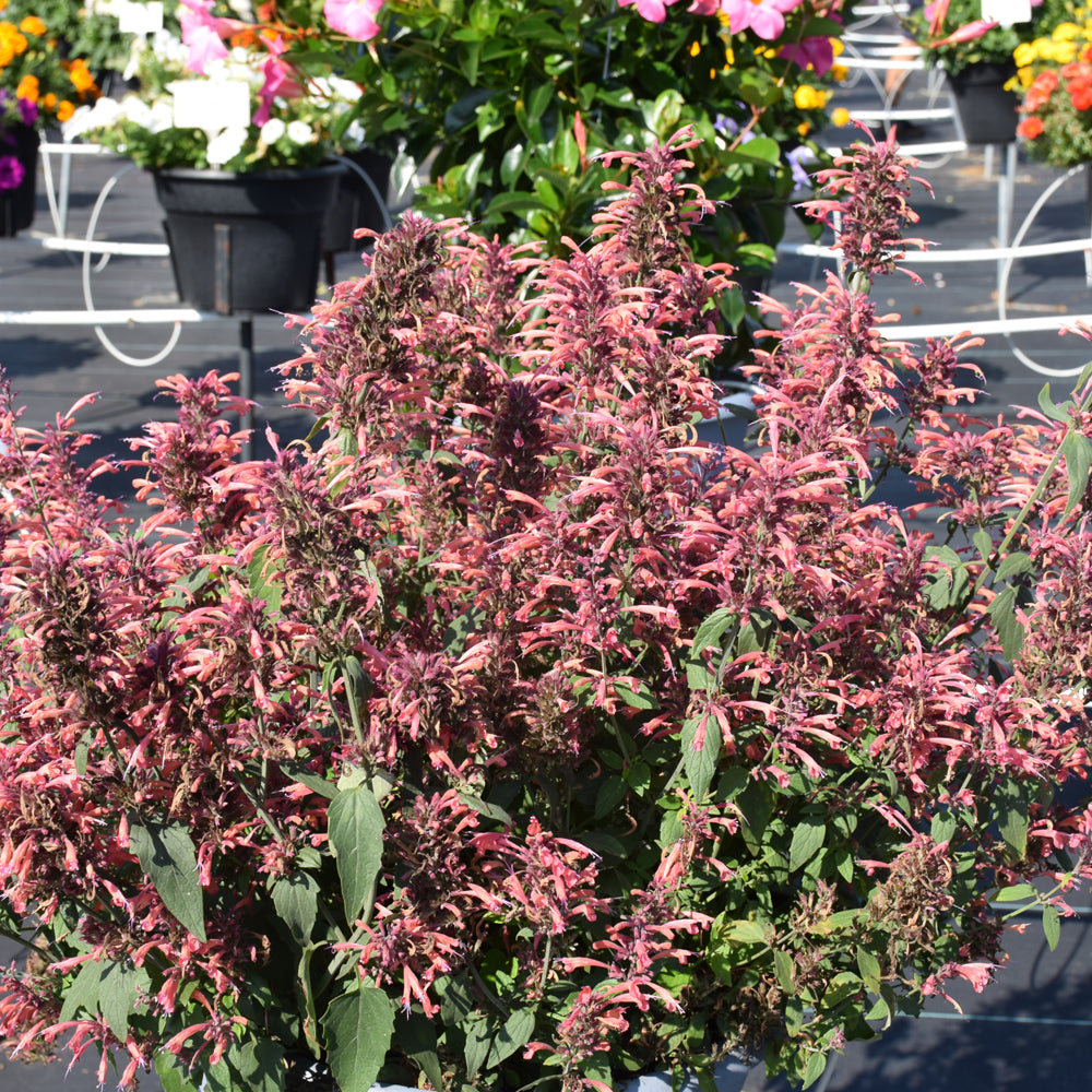 AGASTACHE GUAVA LAVA