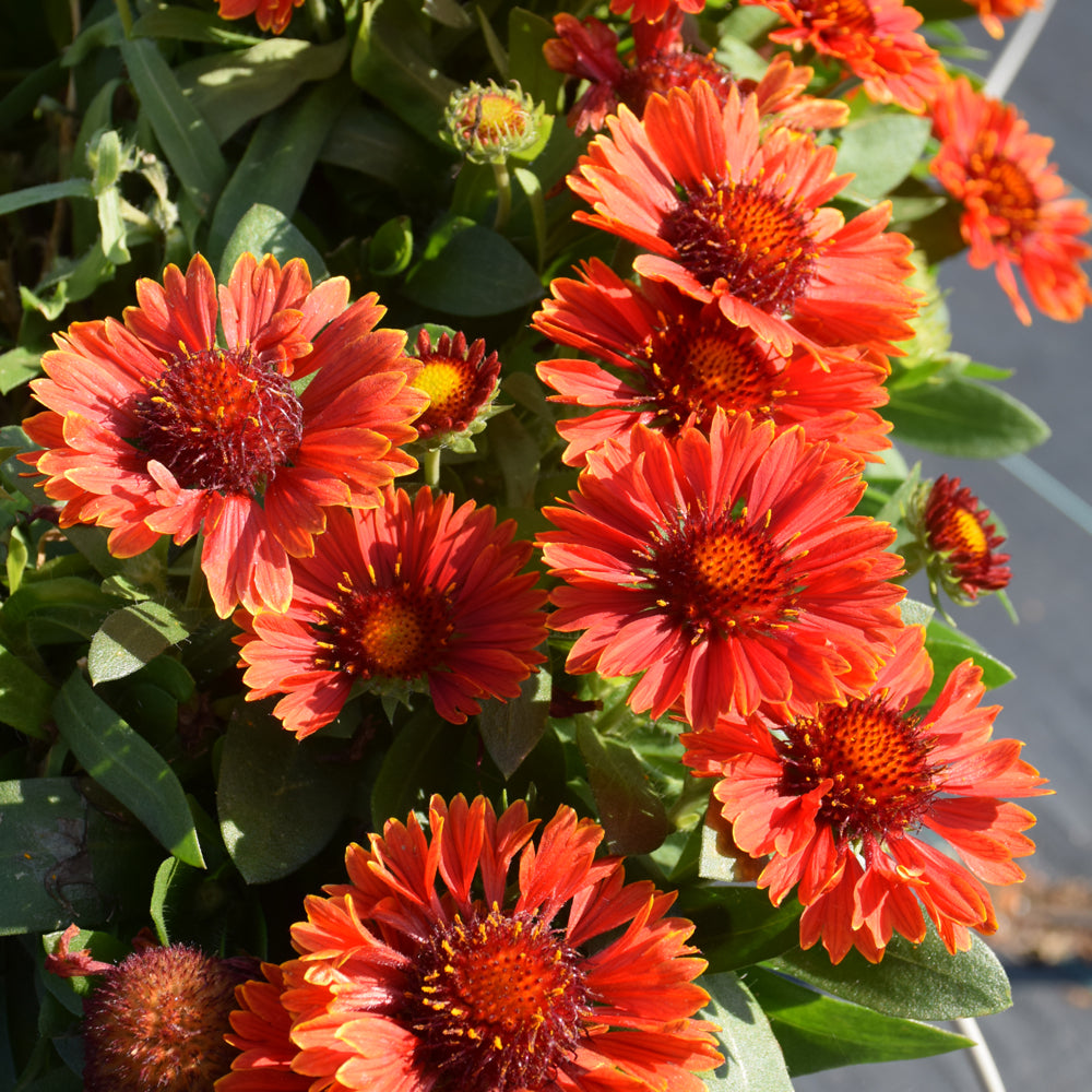 GAILLARDIA SPINTOP YELLOW TOUCH