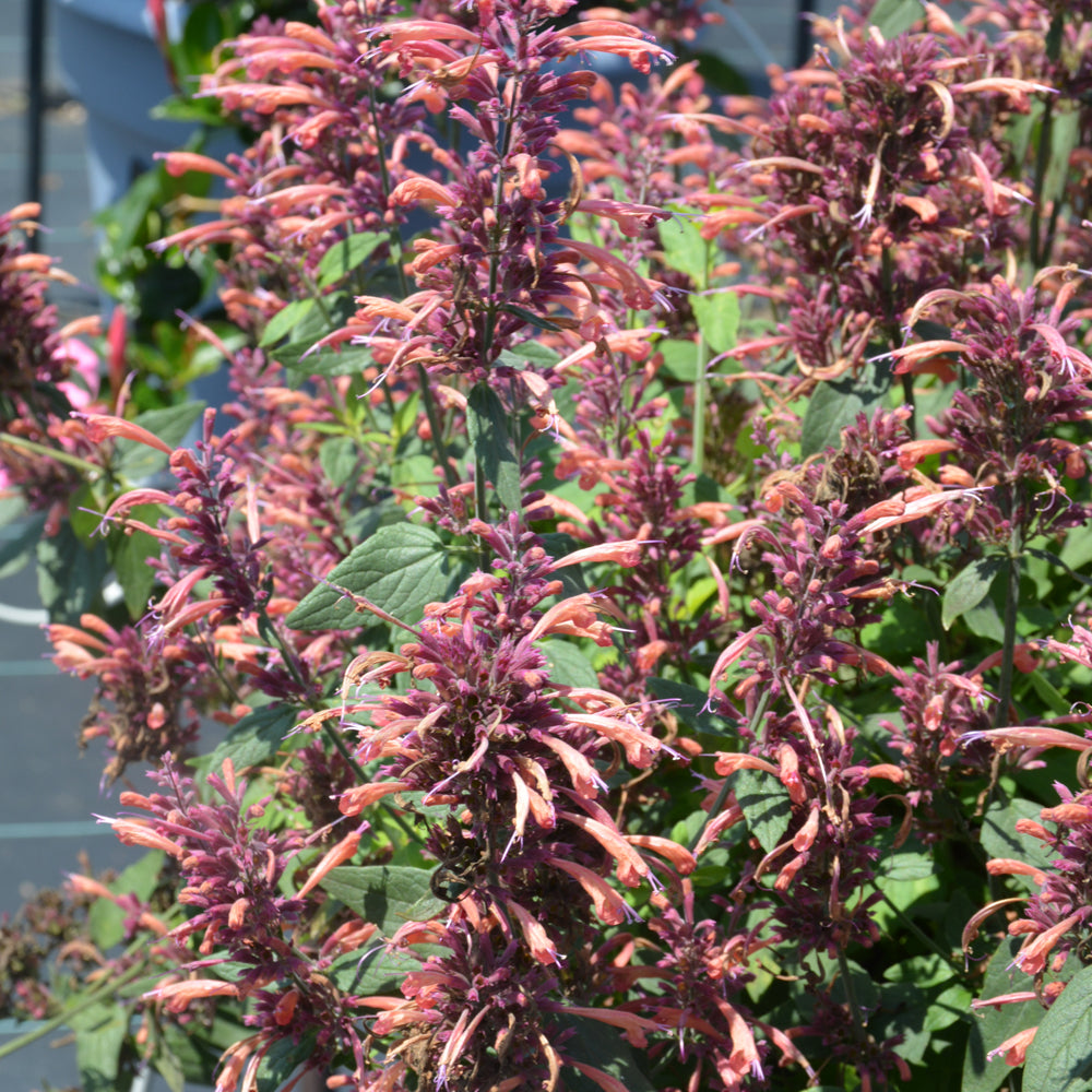 AGASTACHE GUAVA LAVA