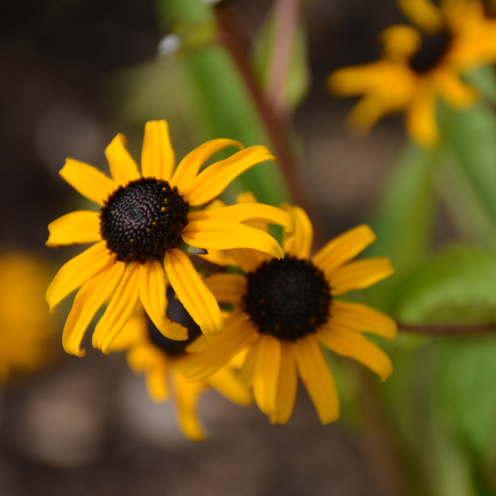 RUDBECKIA FULGIDA GOLDBLITZ