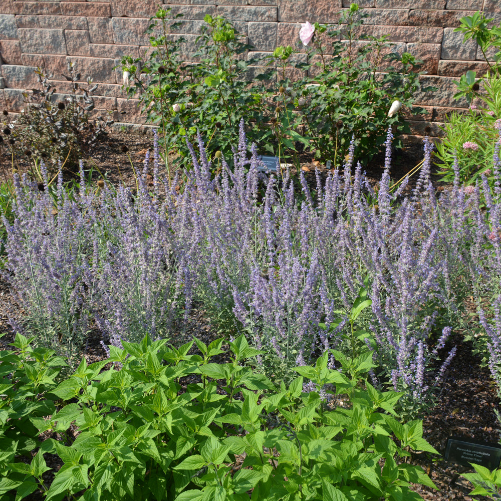 PEROVSKIA PRIME TIME