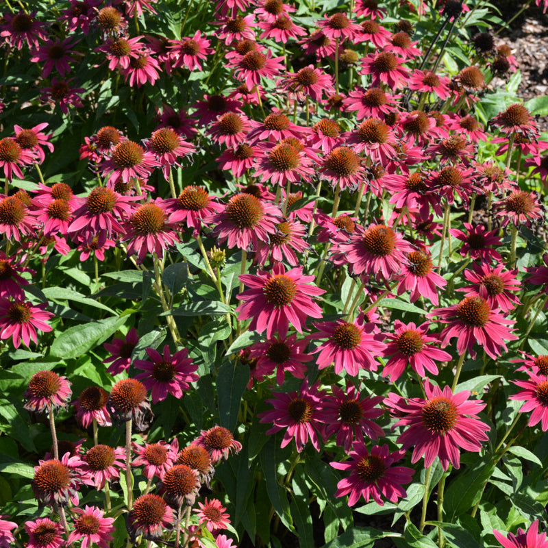 ECHINACEA SOMBRERO TRES AMIGOS