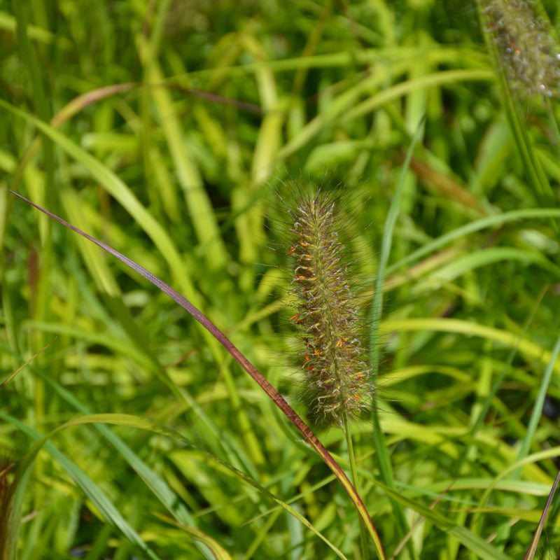 PENNISETUM LEMON SQUEEZE
