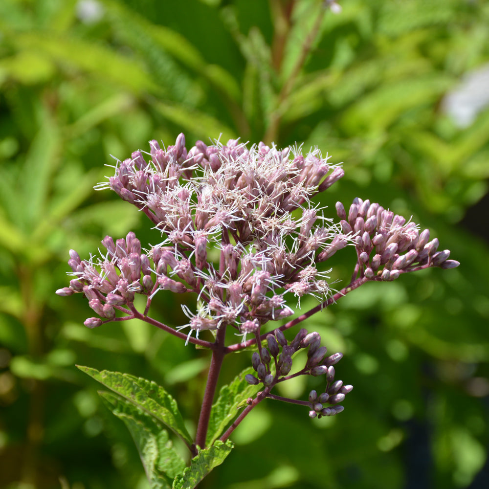 EUPATORIUM FISTULOSUM