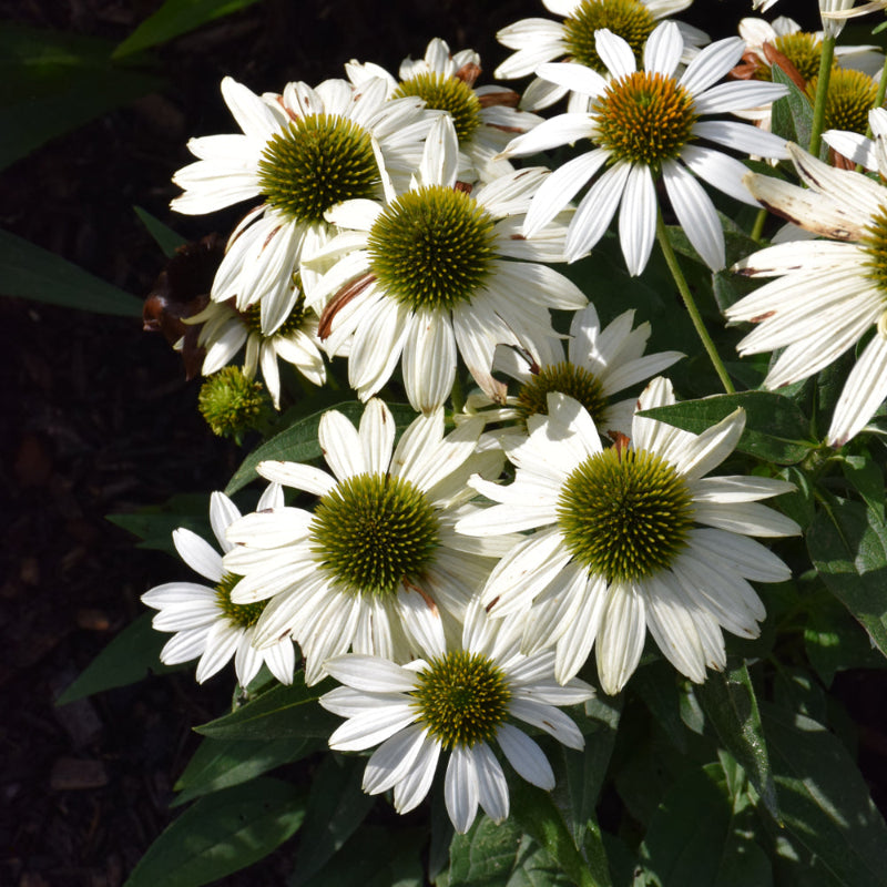 ECHINACEA KISMET WHITE