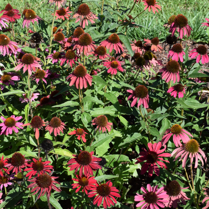 ECHINACEA GLOWING DREAM