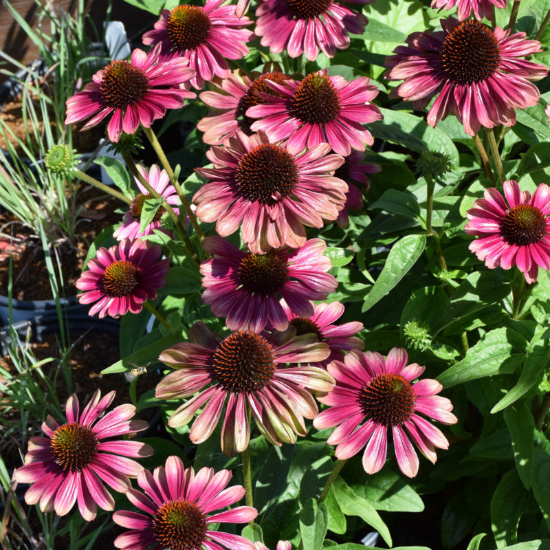 ECHINACEA SWEET SANDIA