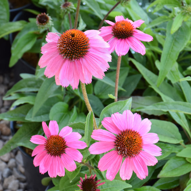 ECHINACEA SOMBRERO ROSADA