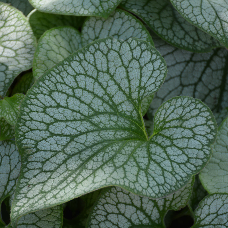 BRUNNERA STERLING SILVER
