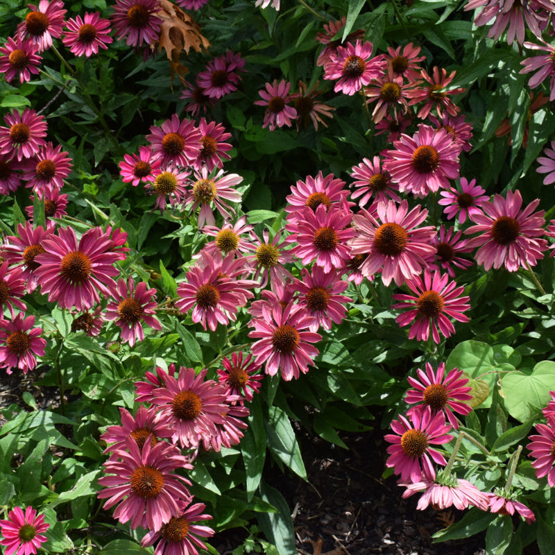 ECHINACEA PURPLE EMPEROR