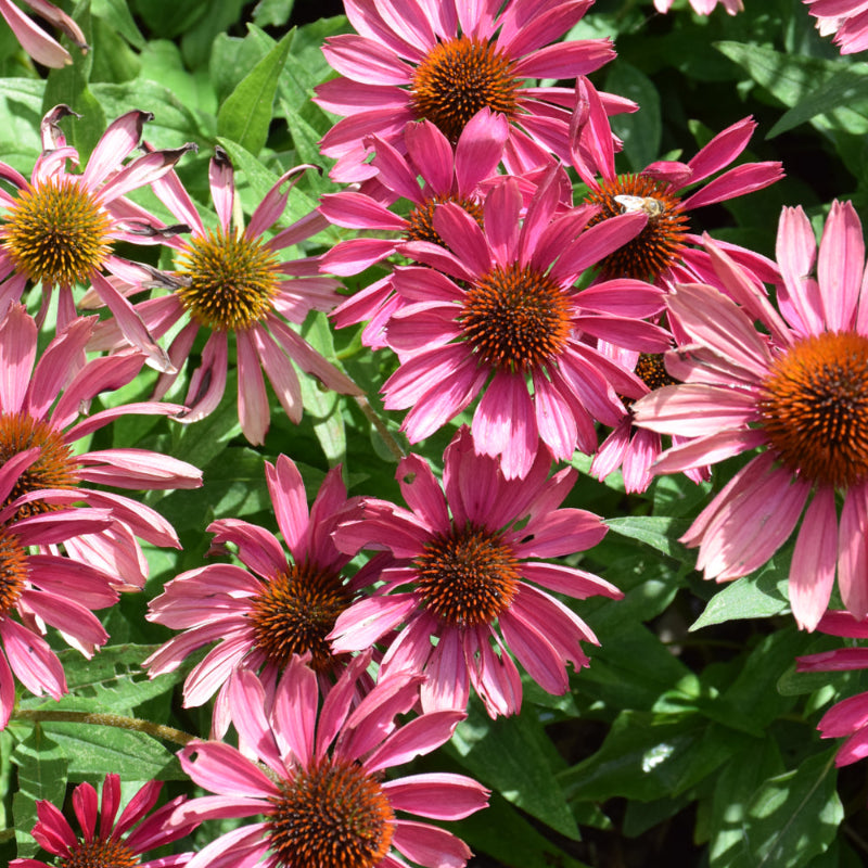 ECHINACEA PURPLE EMPEROR