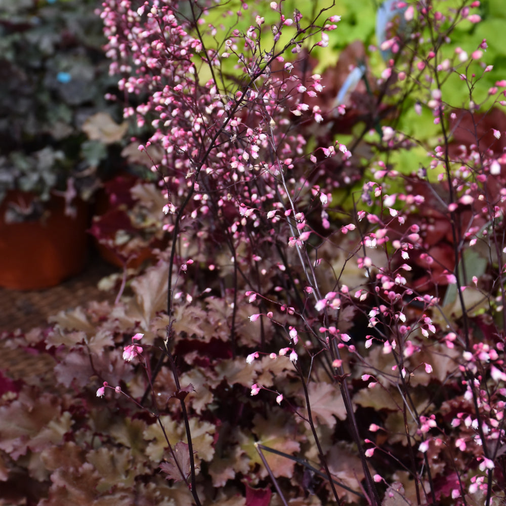 HEUCHERA PEACH CRISP