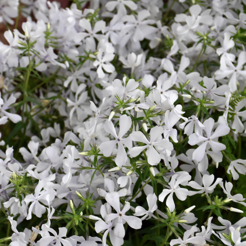 PHLOX MAY BREEZE