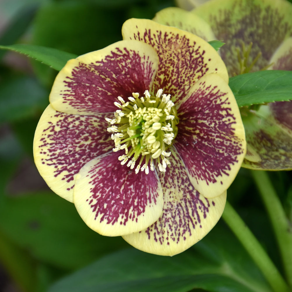 HELLEBORUS RIO CARNIVAL