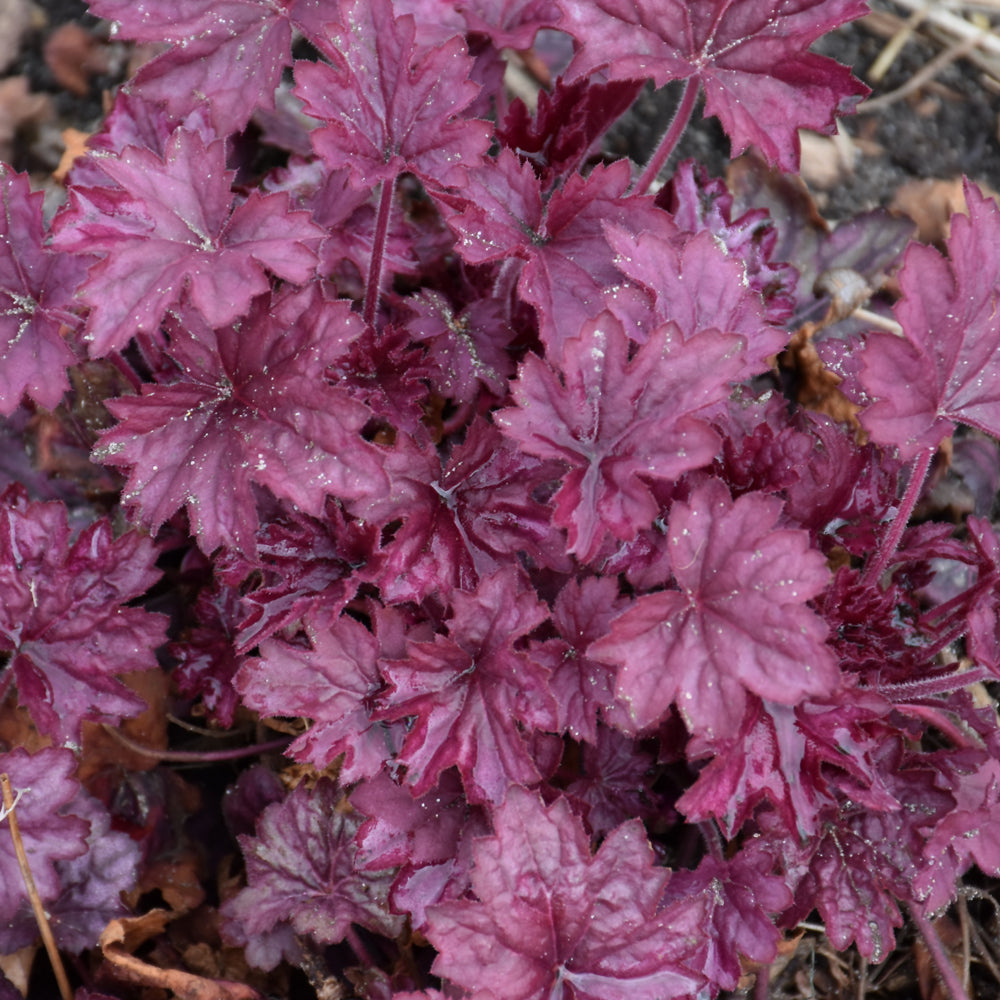 HEUCHERA PRIMO WILD ROSE