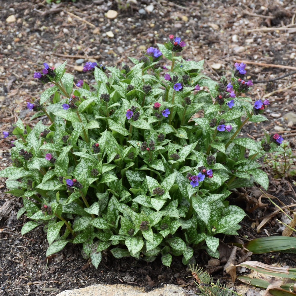 PULMONARIA SPOT ON