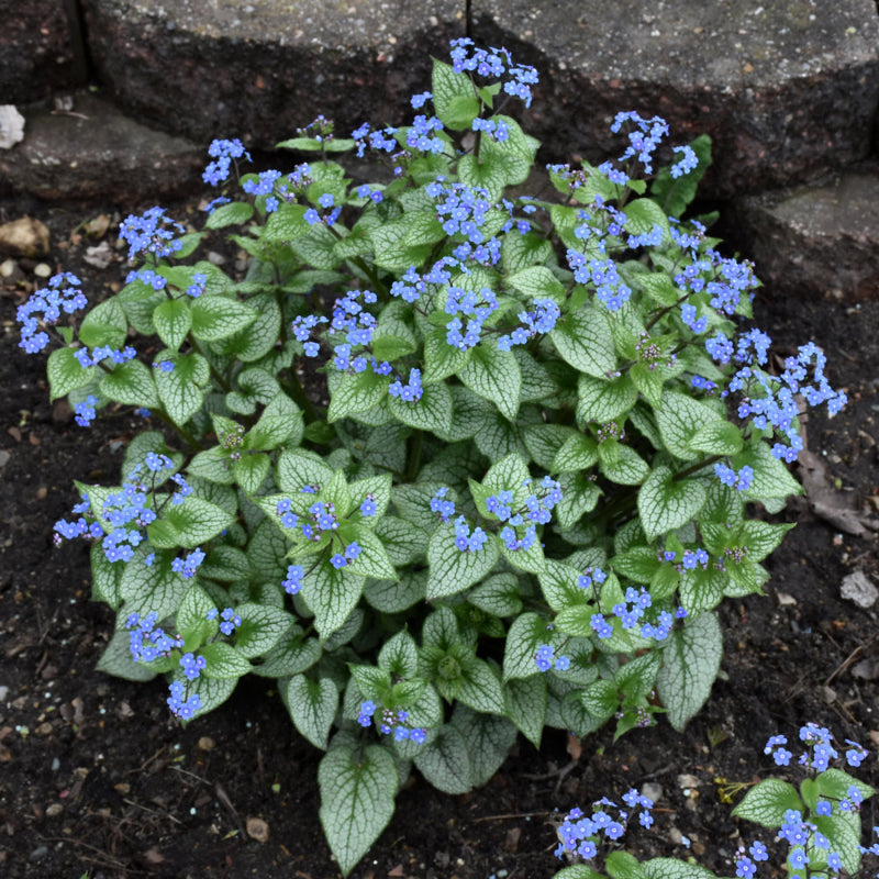 BRUNNERA STERLING SILVER