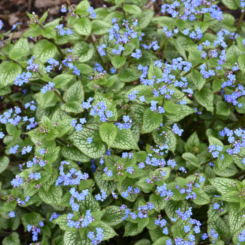 BRUNNERA STERLING SILVER