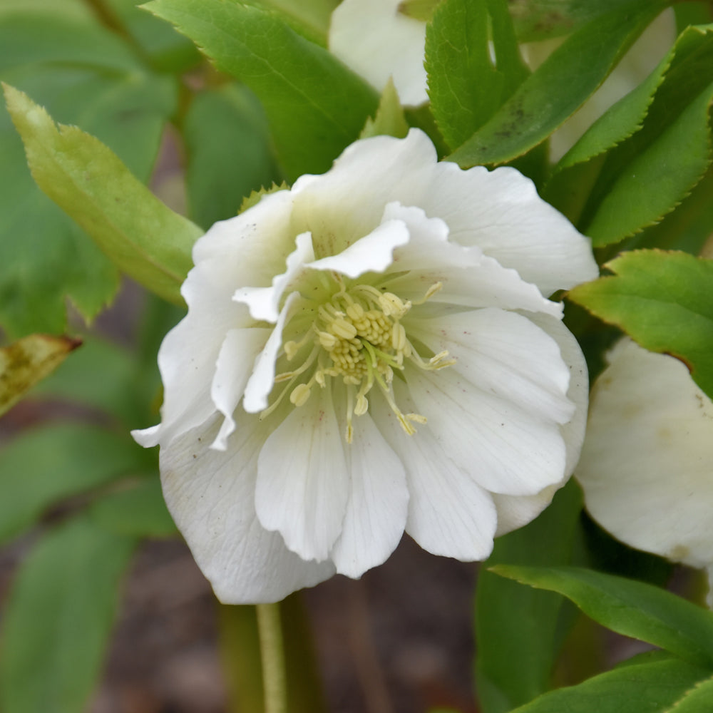 HELLEBORUS WEDDING BELLS