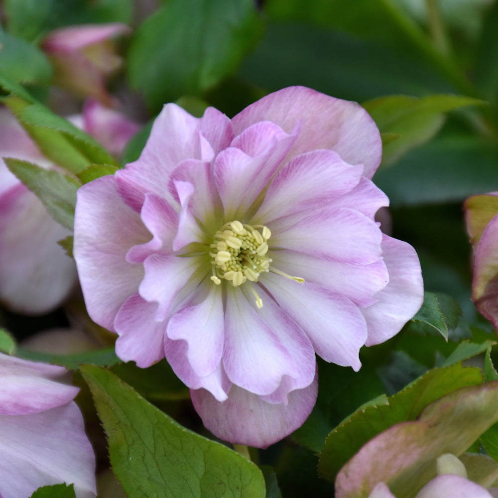 HELLEBORUS FLOWER GIRL