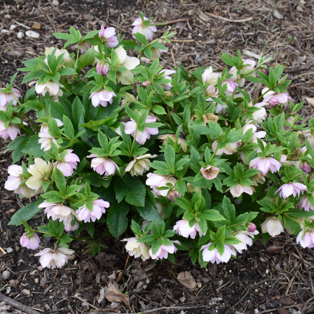 HELLEBORUS FLOWER GIRL