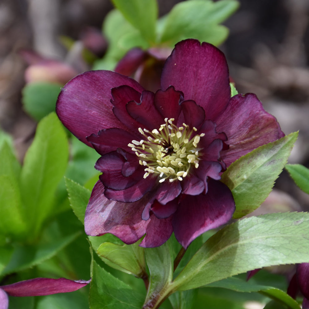 HELLEBORUS TRUE LOVE