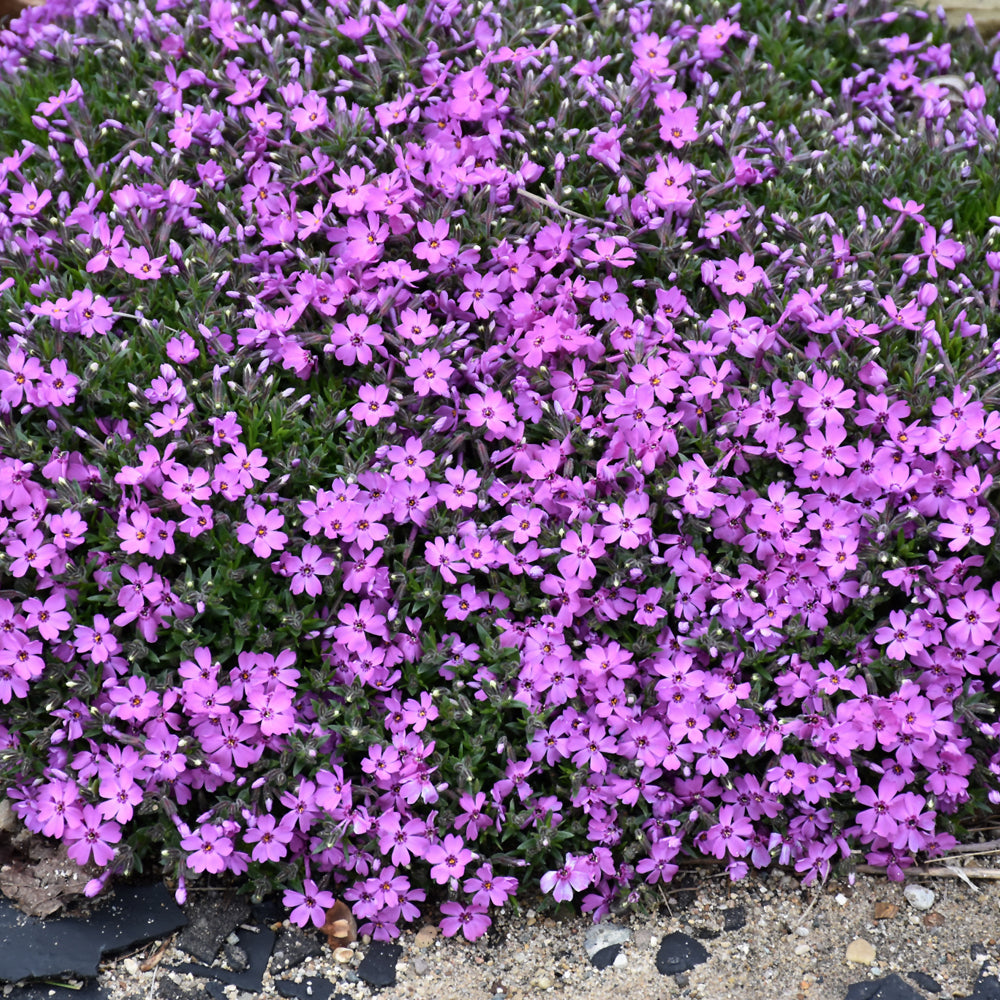 PHLOX ROCKY ROAD PINK