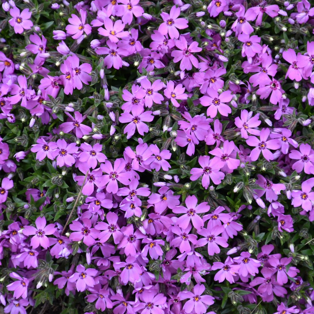 PHLOX ROCKY ROAD PINK