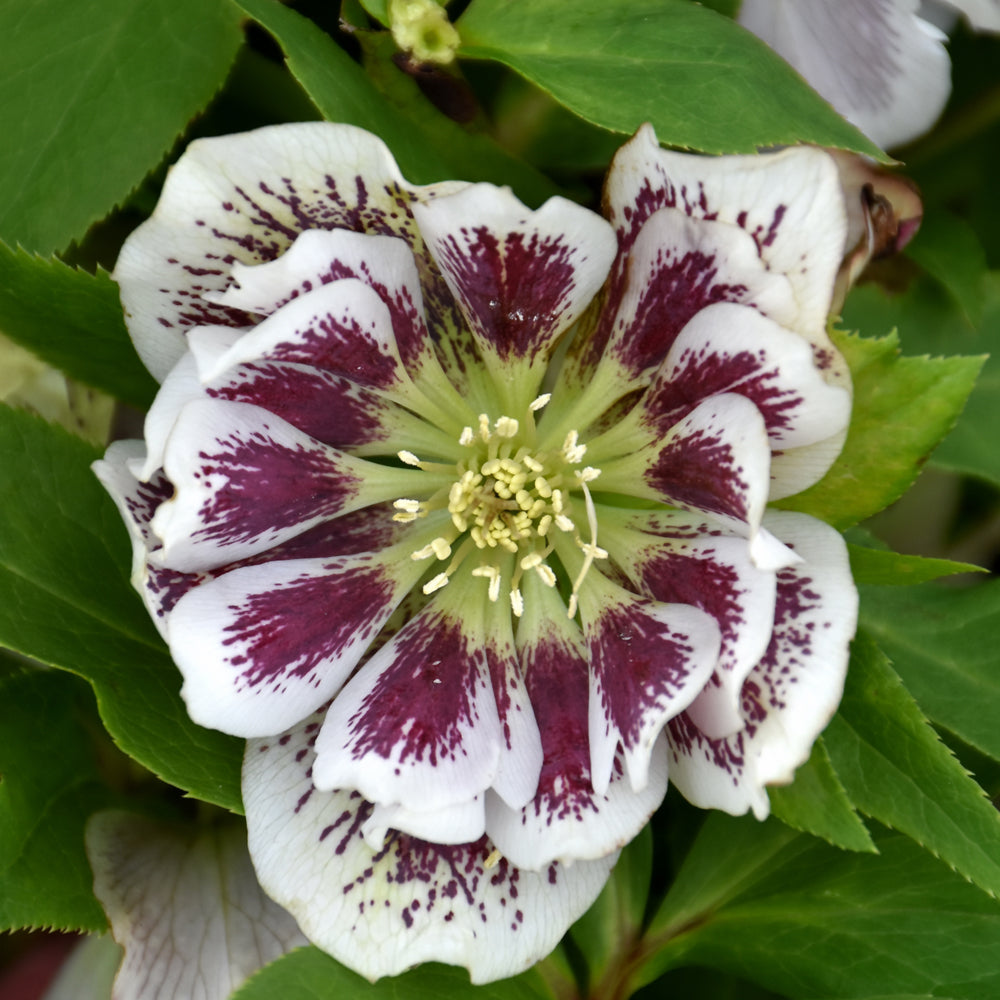HELLEBORUS CONFETTI CAKE