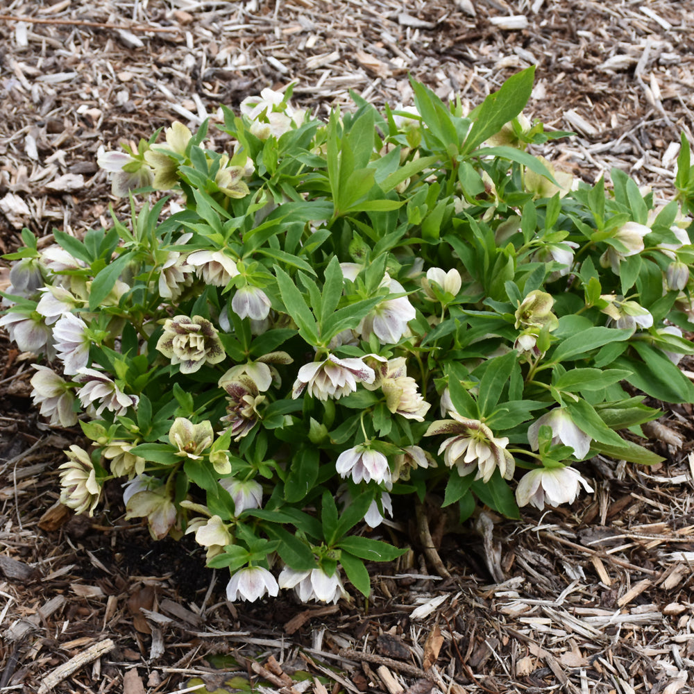 HELLEBORUS CONFETTI CAKE