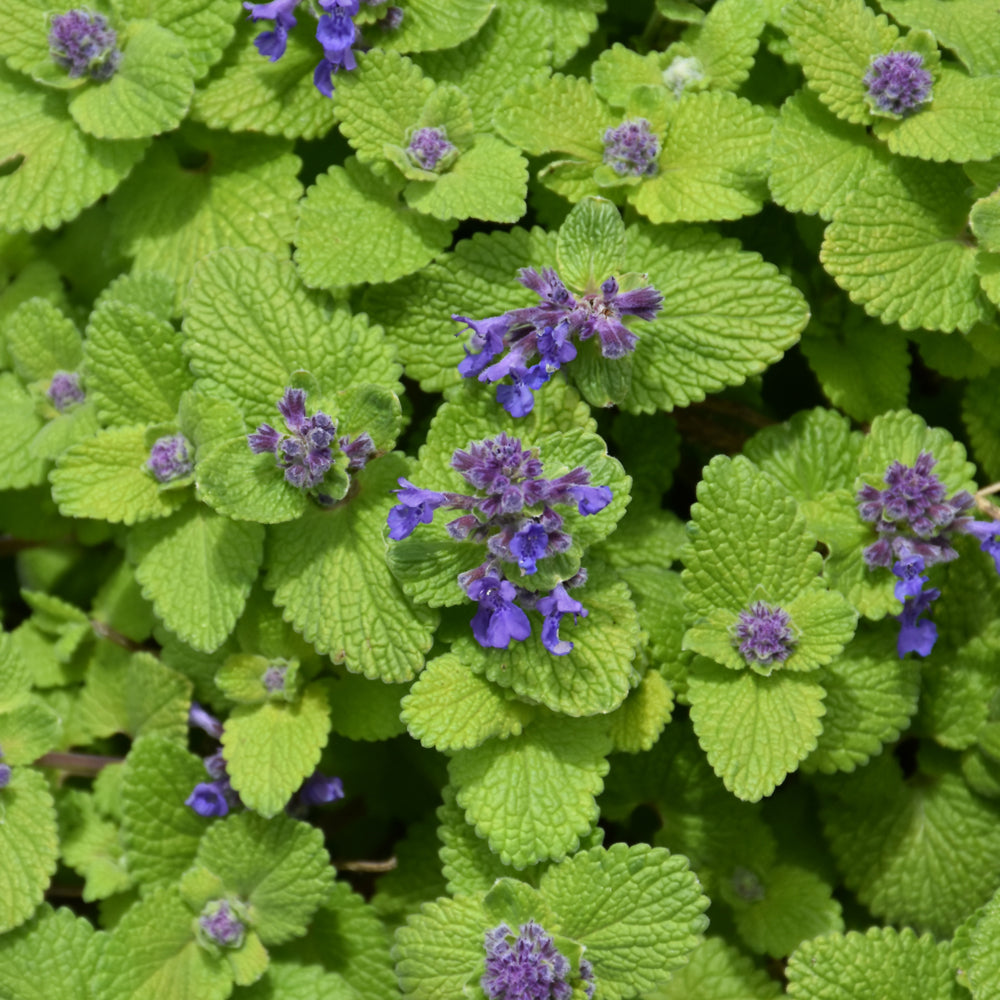NEPETA CHARTREUSE ON THE LOOSE