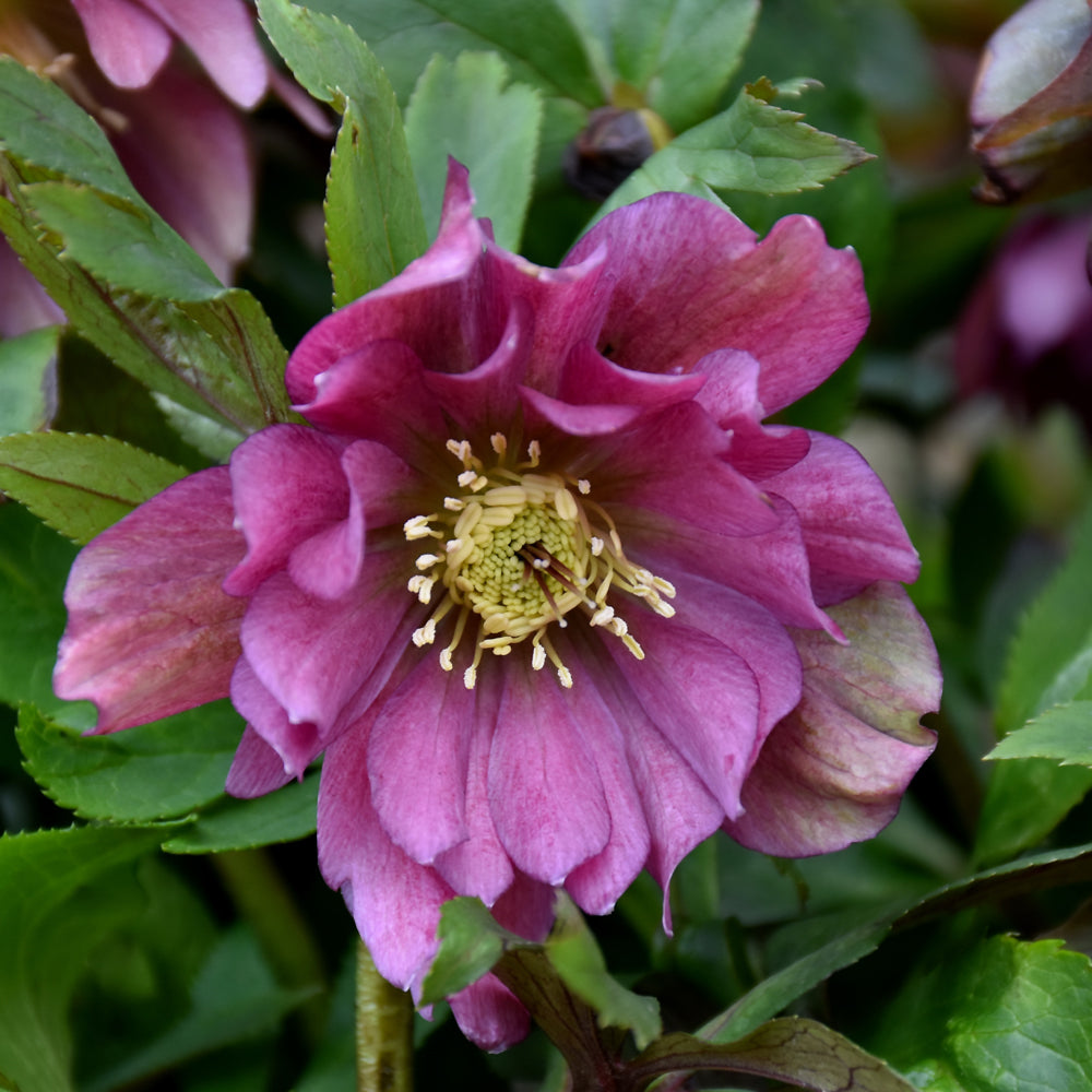 HELLEBORUS MAID OF HONOR