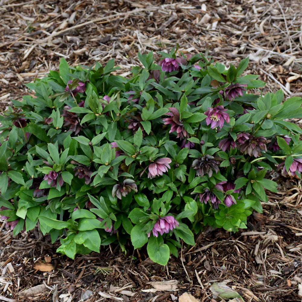 HELLEBORUS MAID OF HONOR