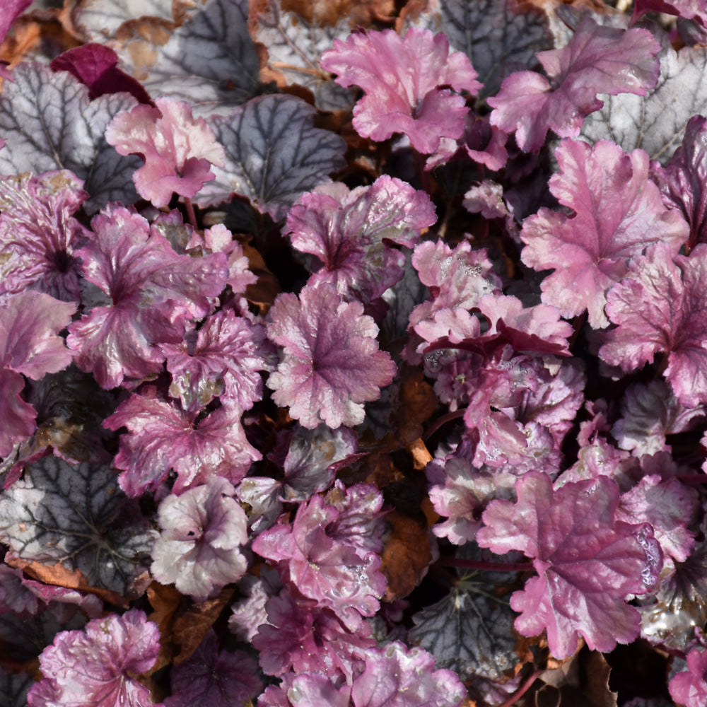 HEUCHERA SMOKE AND MIRRORS