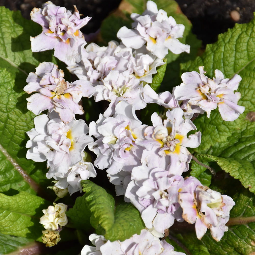 PRIMULA BELARINA PINK ICE