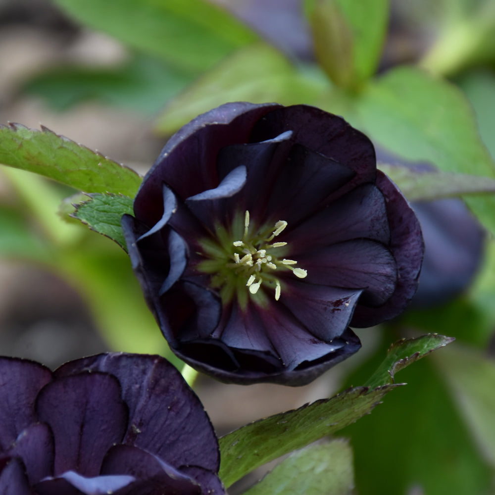 HELLEBORUS DARK AND HANDSOME