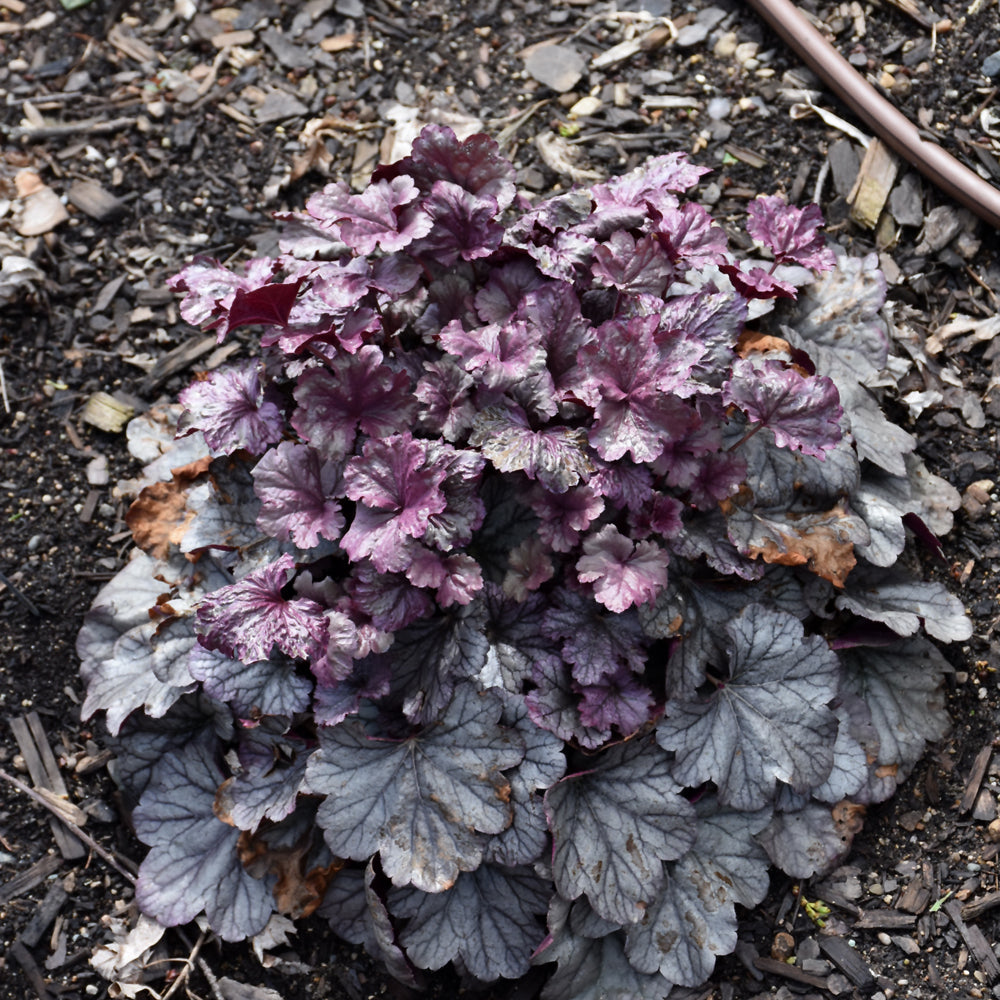 HEUCHERA SMOKE AND MIRRORS