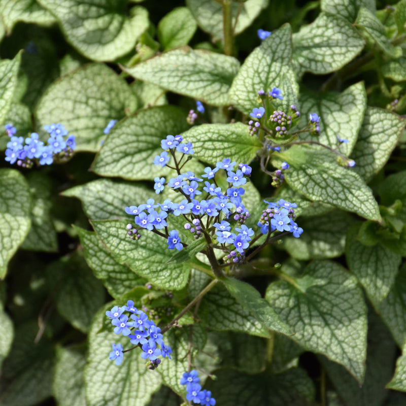 BRUNNERA QUEEN OF HEARTS
