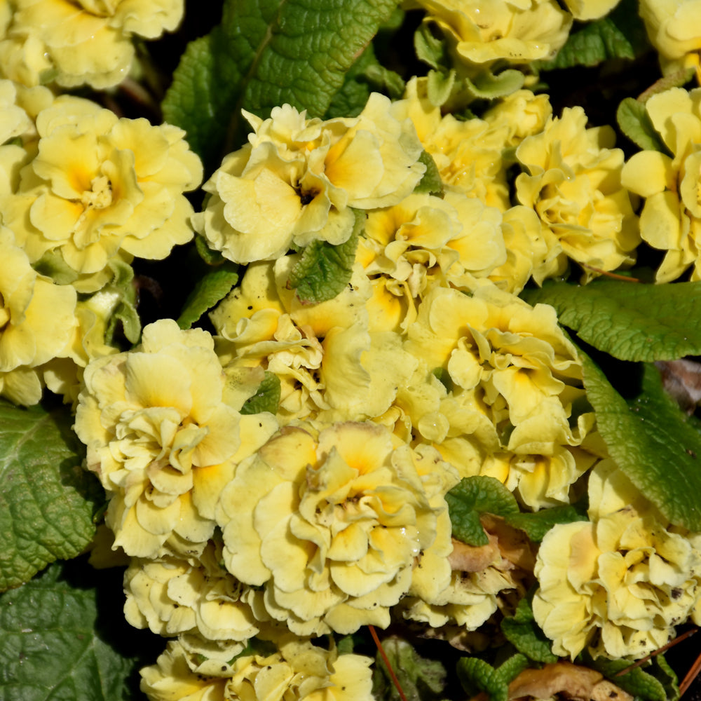PRIMULA BELARINA BUTTERCUP