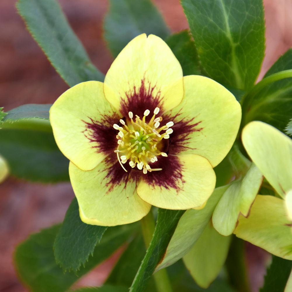 HELLEBORUS SPANISH FLARE