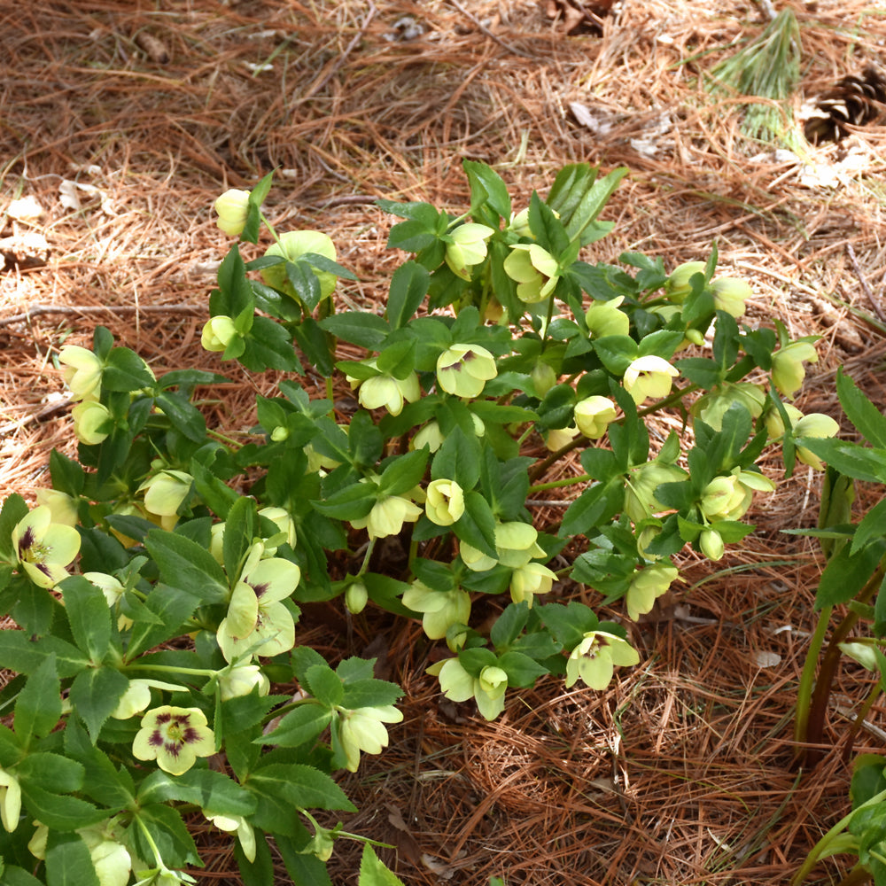HELLEBORUS SPANISH FLARE