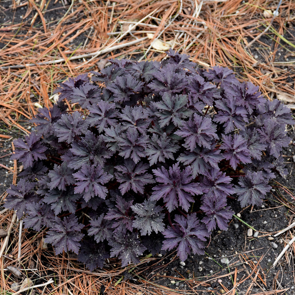 GERANIUM BOOM CHOCOLATTA