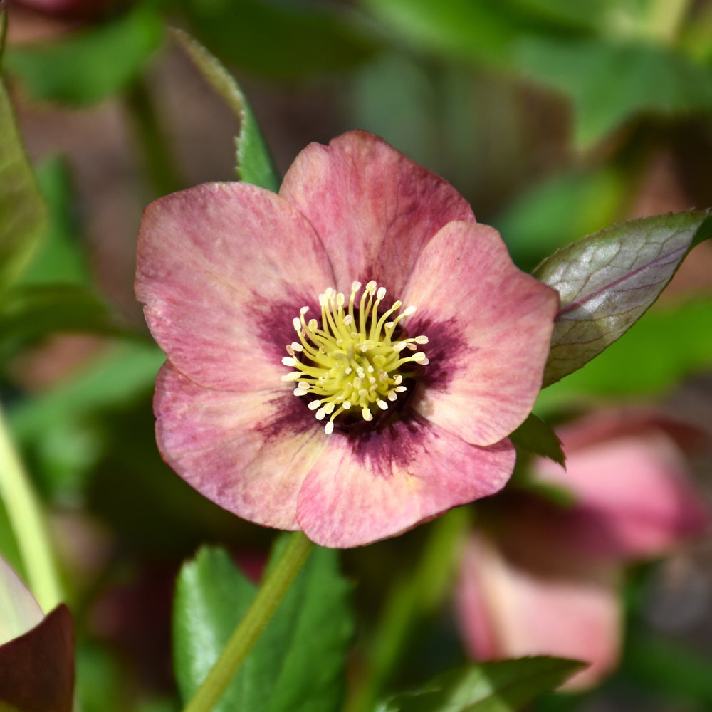 HELLEBORUS SANDY SHORES