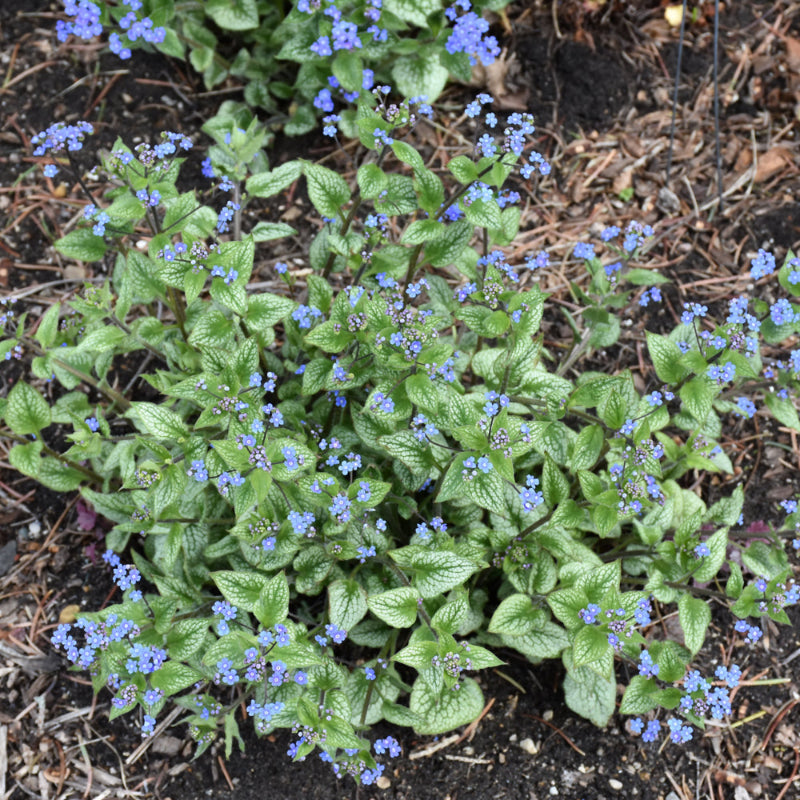 BRUNNERA QUEEN OF HEARTS