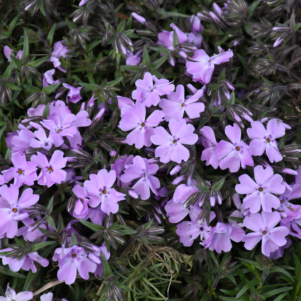 PHLOX PINK SPARKLES
